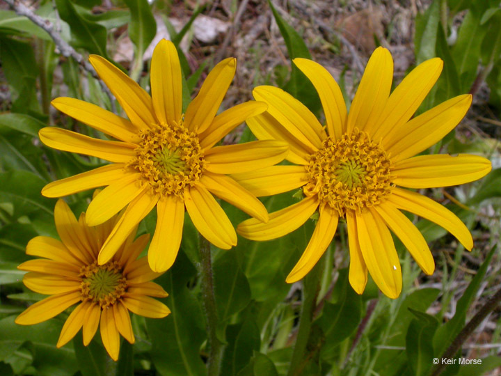 Wyethia angustifolia (DC.) Nutt. resmi