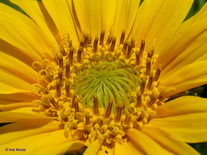 صورة Wyethia angustifolia (DC.) Nutt.