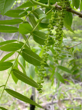 Image of Northern California walnut