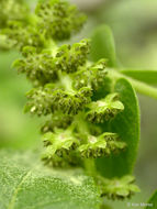 Image of Northern California walnut