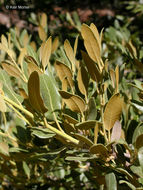 Image of canyon live oak