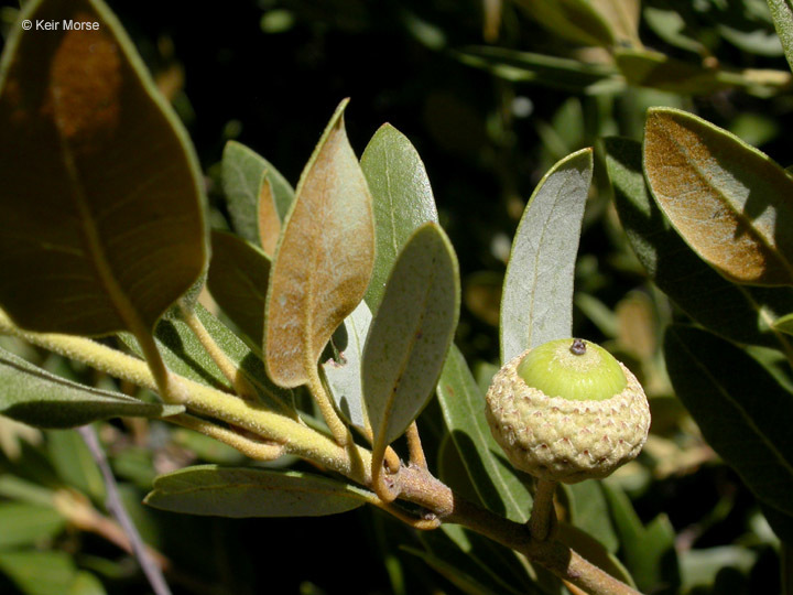 Image of canyon live oak