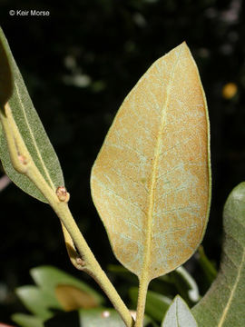 Image of canyon live oak