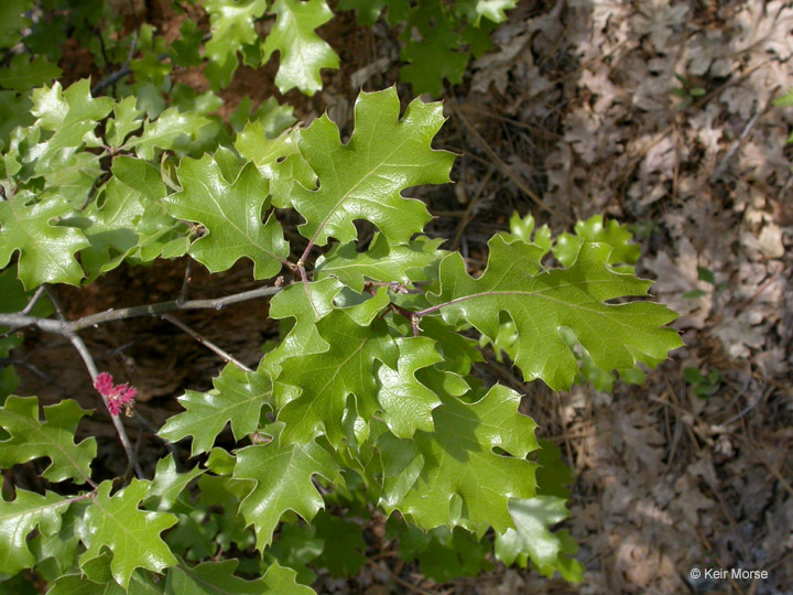 Image of California black oak