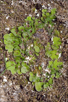 Image of chocolate chip lichen