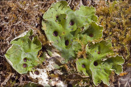 Image of chocolate chip lichen