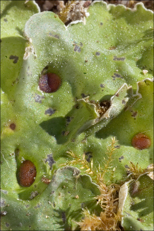 Image of chocolate chip lichen