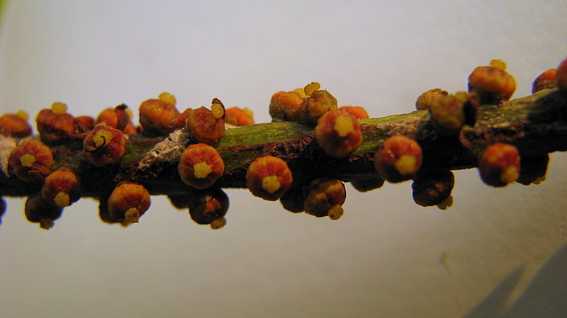 Image of Pilocarpus riedelianus Engl.