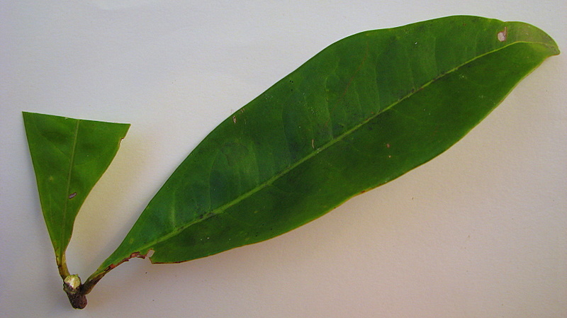 Image of Pilocarpus riedelianus Engl.