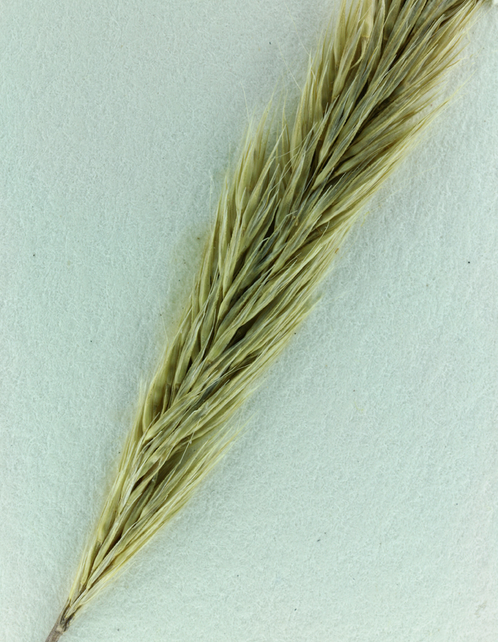 Image of Nit Grass