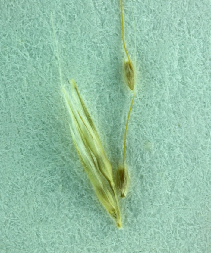 Image of Nit Grass