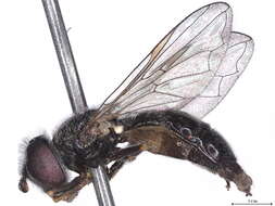 Image of Neocnemodon