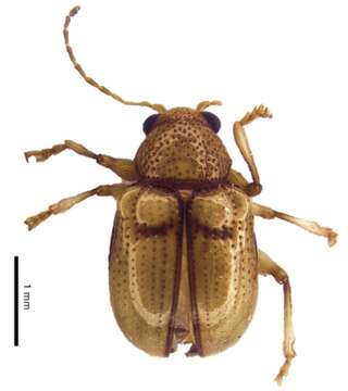 Image of Basilepta