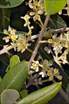 Plancia ëd Olea europaea L.