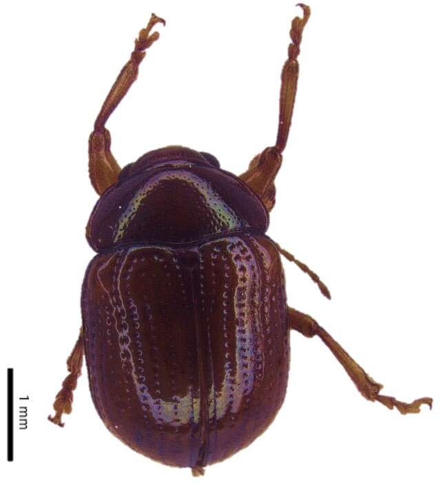 Image of Basilepta