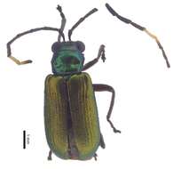 Image of Hoplosaenidea