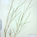 Image of barbgrass
