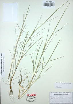 Image of barbgrass