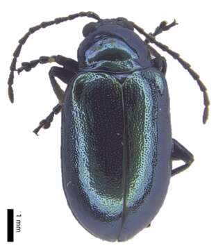 Image of Galerucinae