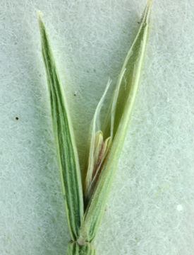 Image of barbgrass