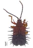 Image of Dactylispa