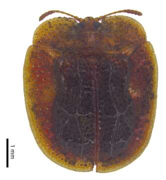 Image of Notosacantha