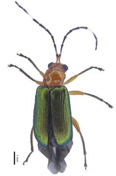 Image of Hoplosaenidea