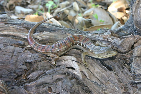 Image of Southern Alligator Lizard