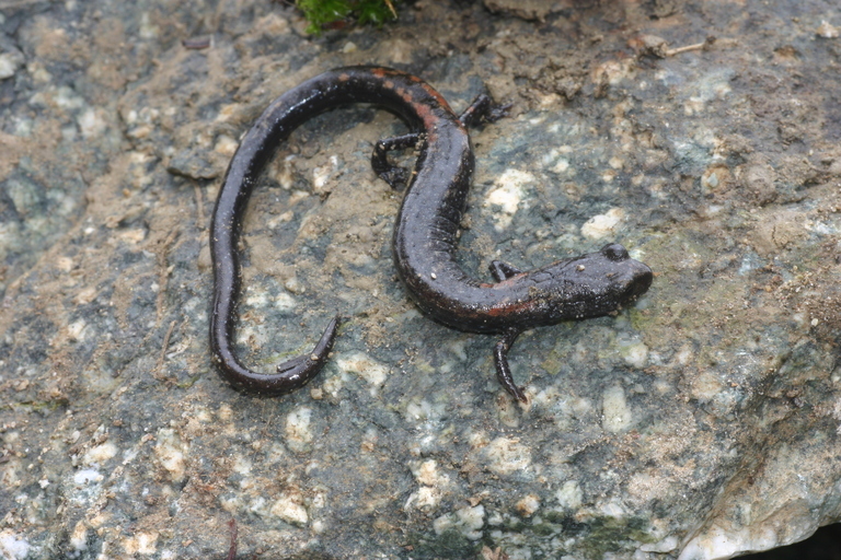 Image of San Gabriel Slender Salamander