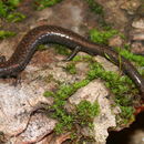 Image of Kern Canyon Slender Salamander