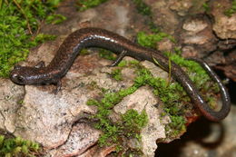 Image of Kern Canyon Slender Salamander