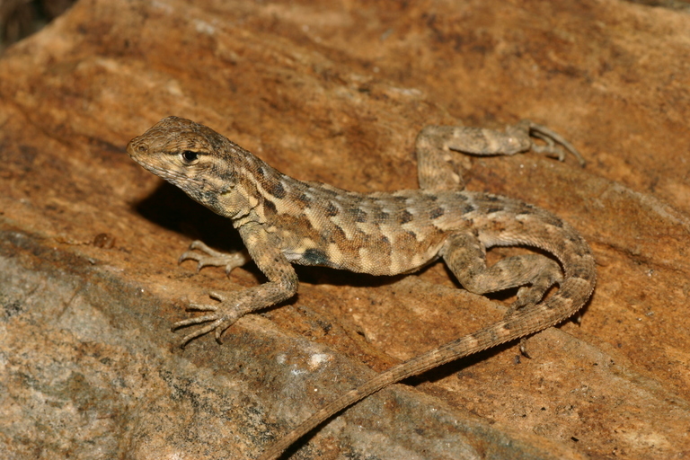 Image of common side-blotched lizard