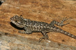 Image of Western Fence Lizard