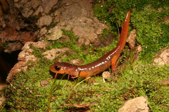 Image of Common Ensatina