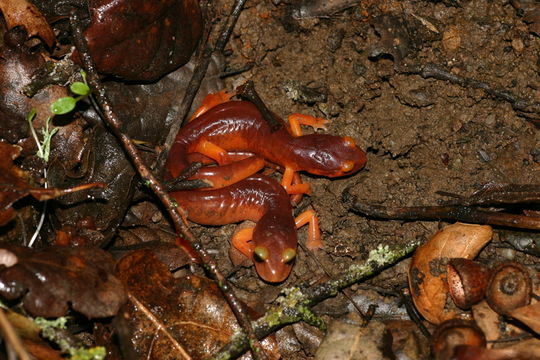 Image of Common Ensatina