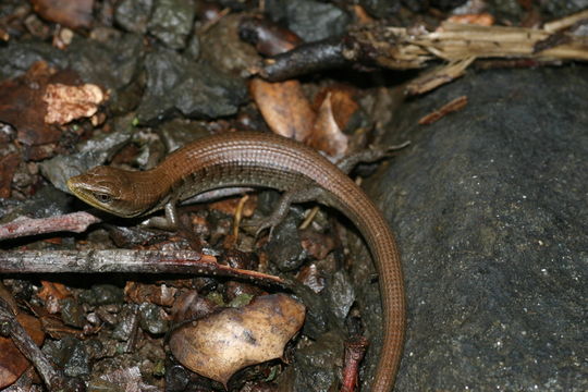 Image of Southern Alligator Lizard