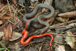 Image of Ring-necked Snake