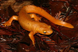 Image of California Newt