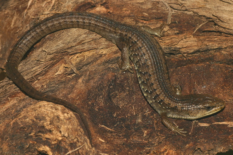 Image of northern alligator lizard