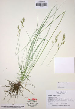 Image de Festuca viridula Vasey