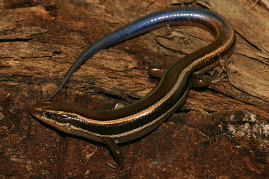 Image of Western Skink