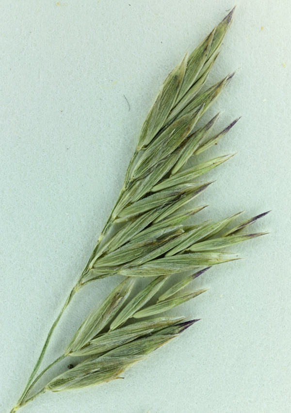 Image of greenleaf fescue