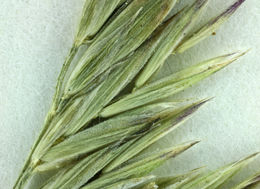 Image of greenleaf fescue