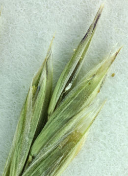 Image of greenleaf fescue