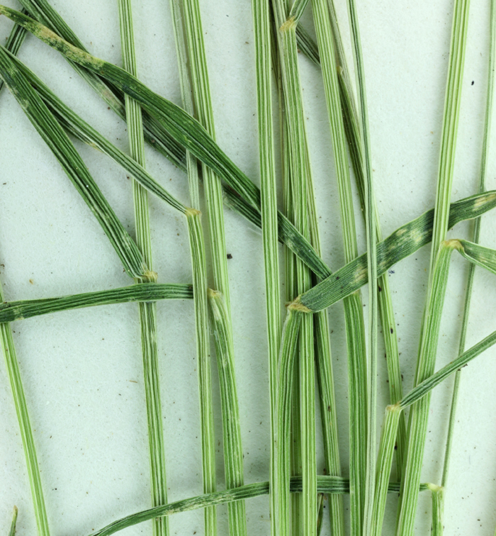 Image of greenleaf fescue