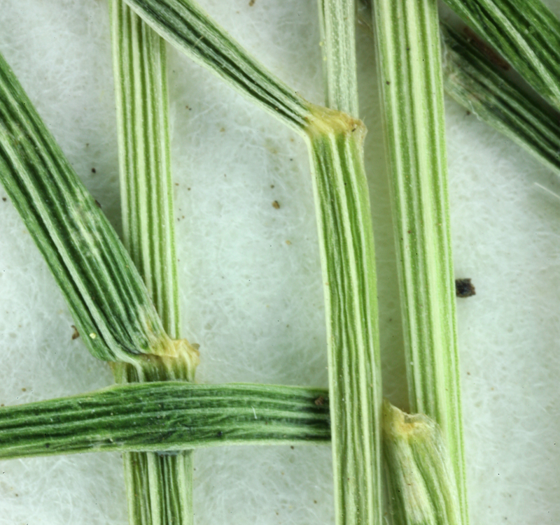 Image of greenleaf fescue