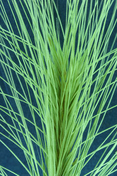 Image of foxtail barley