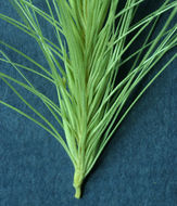 Image of foxtail barley