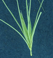 Image of foxtail barley