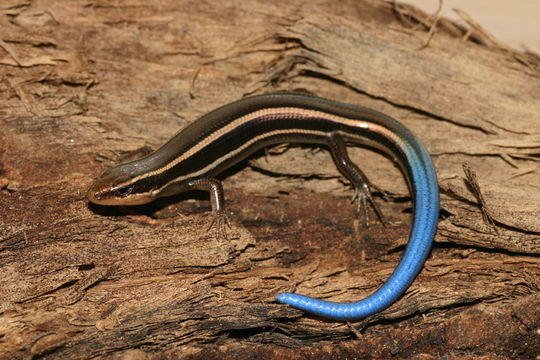 Image of Western Skink